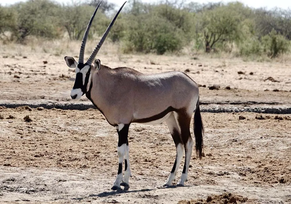 Viltnemnda : Norway Local Wildlife Management System and Its Role in Sustainable Hunting